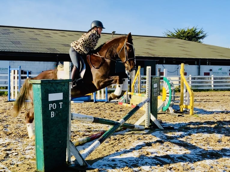 Irish Sport Horse Wallach 5 Jahre Dunkelfuchs in Mountrath