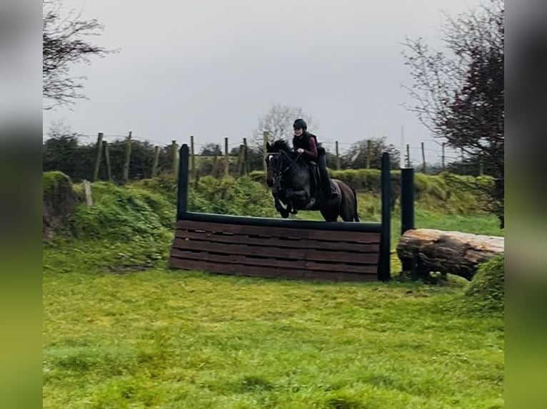 Irish Sport Horse Wallach 6 Jahre 148 cm Rotbrauner in Sligo