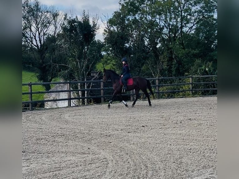 Irish Sport Horse Wallach 6 Jahre 148 cm Rotbrauner in Sligo