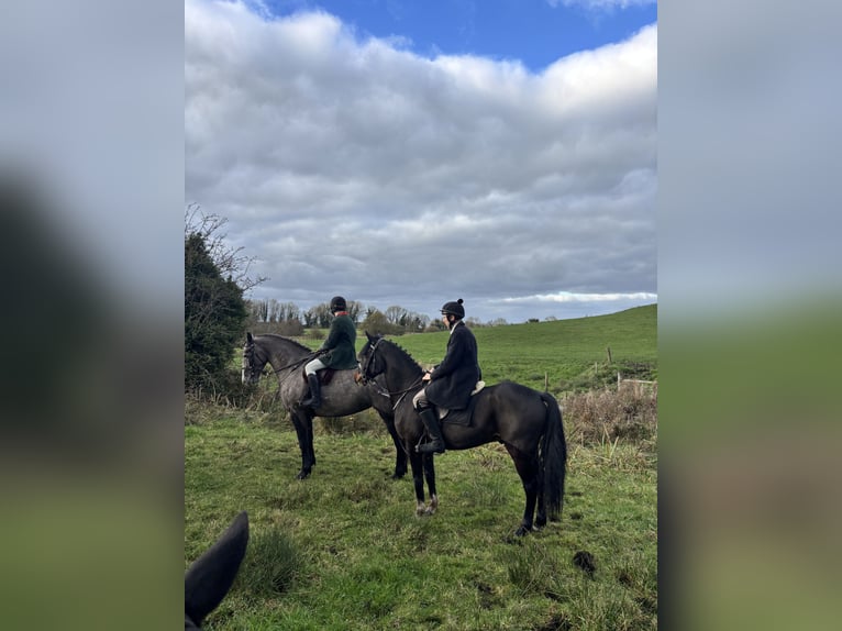 Irish Sport Horse Wallach 6 Jahre 150 cm Dunkelbrauner in Kildare