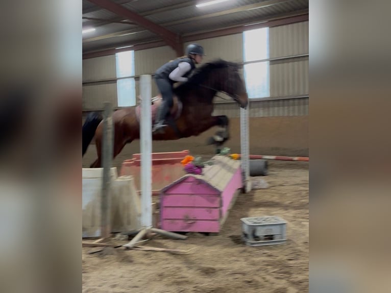 Irish Sport Horse Wallach 6 Jahre 153 cm Rotbrauner in Sligo