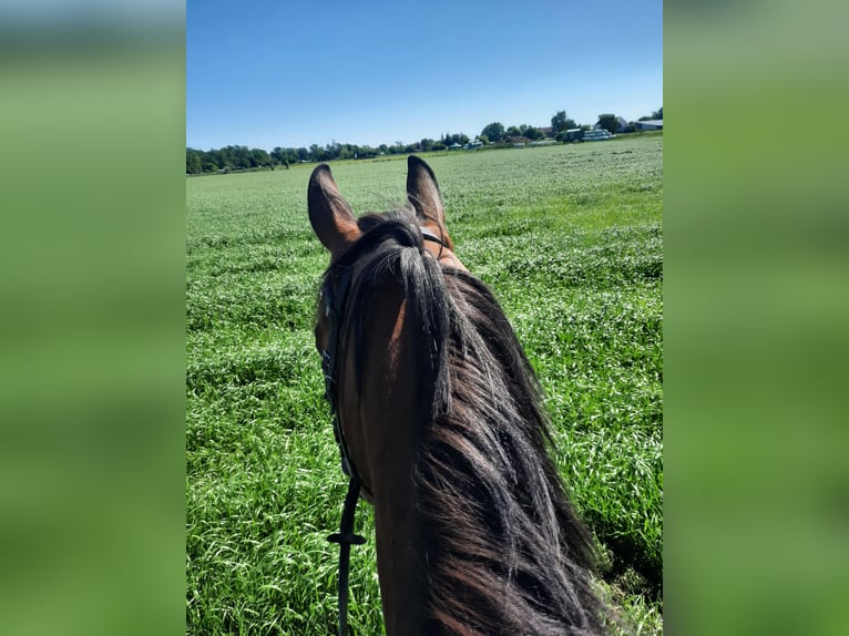 Irish Sport Horse Wallach 6 Jahre 155 cm Brauner in Velpke