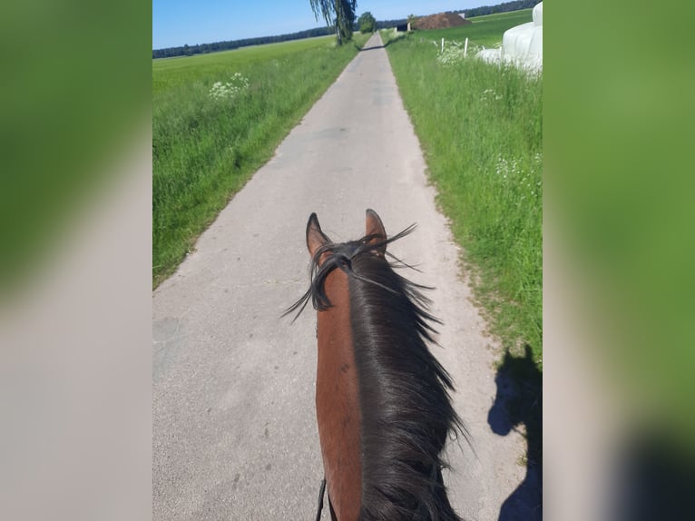 Irish Sport Horse Wallach 6 Jahre 155 cm Brauner in Velpke