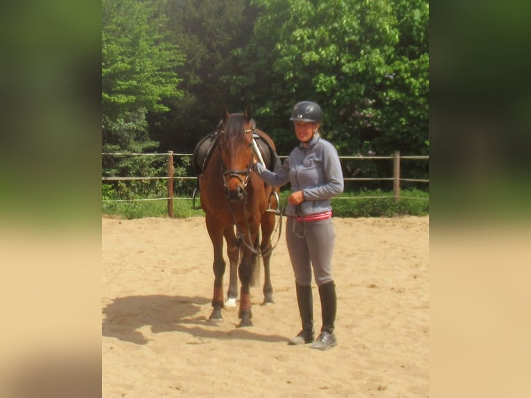 Irish Sport Horse Wallach 6 Jahre 155 cm Brauner in Velpke
