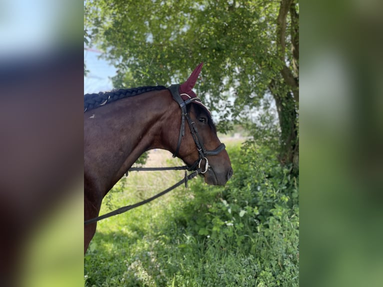 Irish Sport Horse Wallach 6 Jahre 155 cm Schecke in Wiesloch