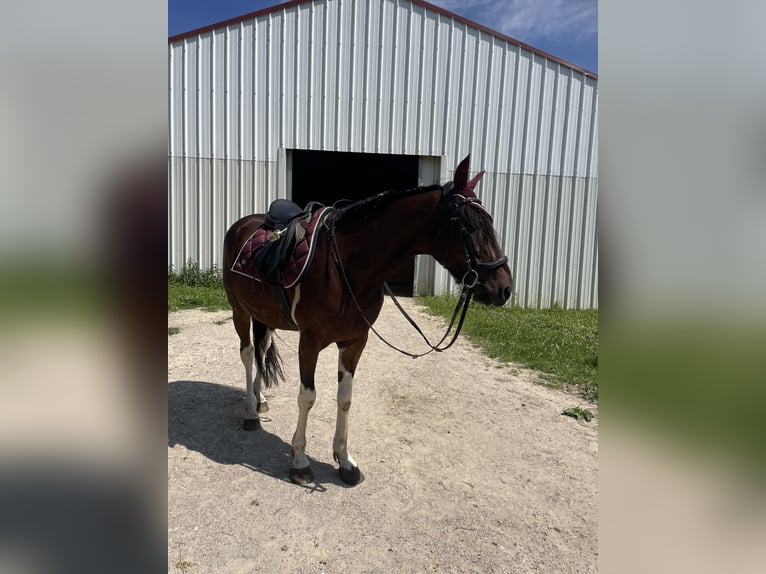 Irish Sport Horse Wallach 6 Jahre 155 cm Schecke in Wiesloch