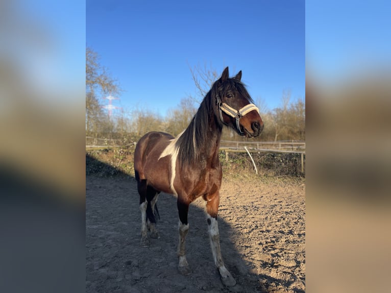 Irish Sport Horse Wallach 6 Jahre 155 cm Schecke in Wiesloch