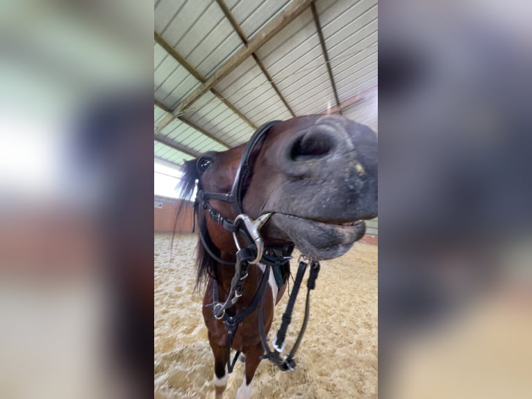 Irish Sport Horse Wallach 6 Jahre 155 cm Schecke in Wiesloch