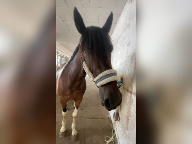Irish Sport Horse Wallach 6 Jahre 155 cm Schecke in Wiesloch