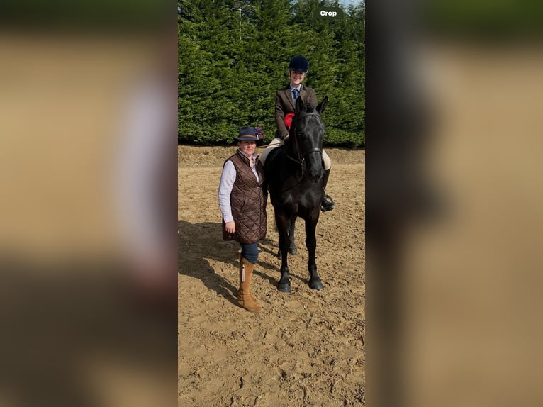 Irish Sport Horse Wallach 6 Jahre 158 cm Rappe in Wexford, Ireland