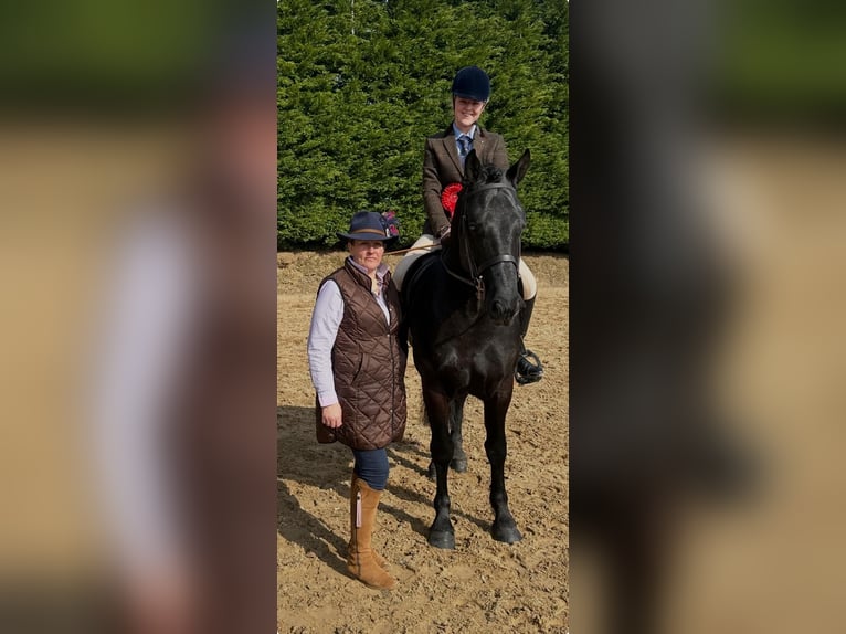 Irish Sport Horse Wallach 6 Jahre 158 cm Rappe in Wexford, Ireland