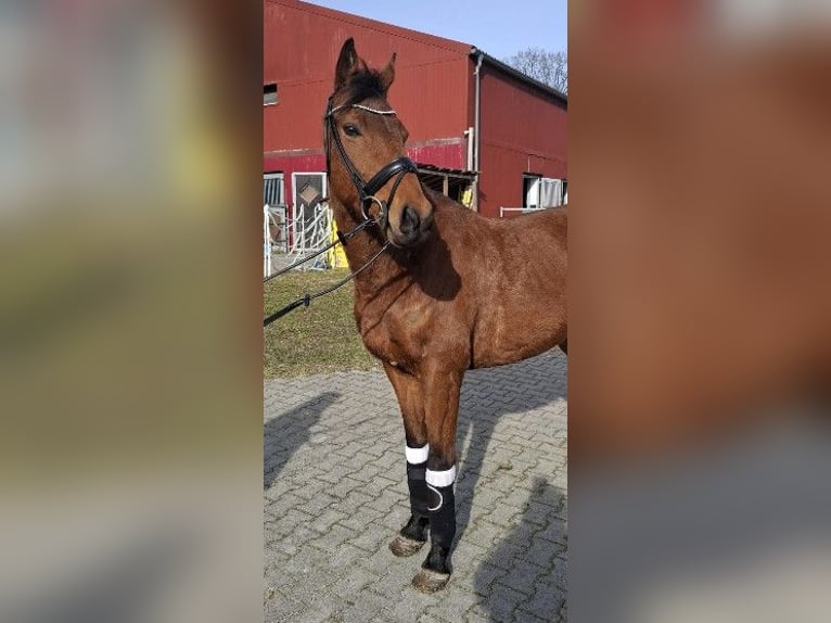 Irish Sport Horse Wallach 6 Jahre 160 cm Brauner in Kluse