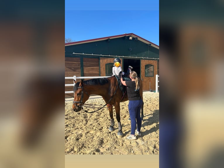 Irish Sport Horse Wallach 6 Jahre 160 cm Brauner in Harzgerode