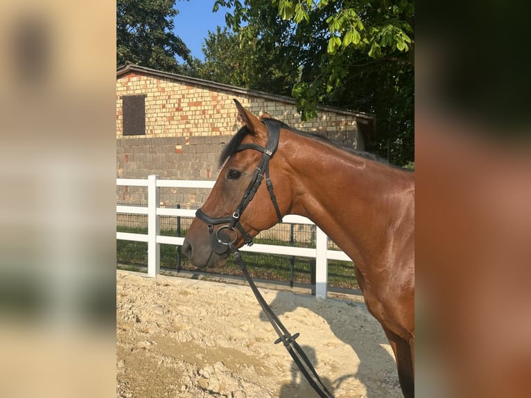 Irish Sport Horse Wallach 6 Jahre 160 cm Brauner in Harzgerode