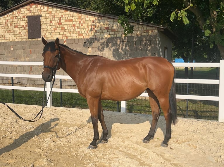 Irish Sport Horse Wallach 6 Jahre 160 cm Brauner in Harzgerode