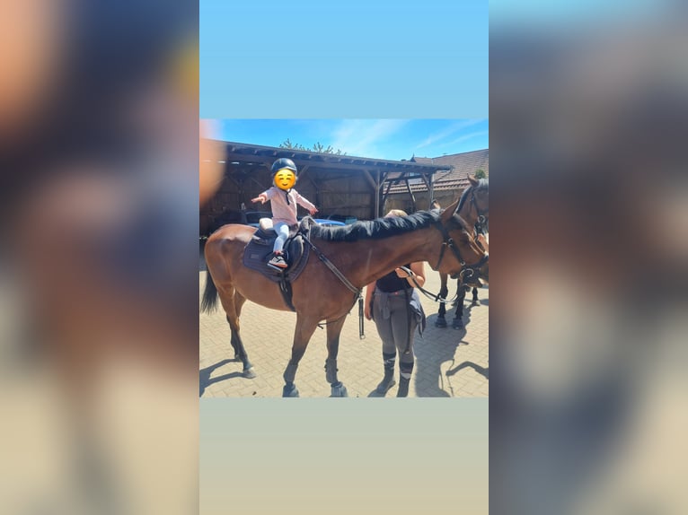 Irish Sport Horse Wallach 6 Jahre 160 cm Brauner in Harzgerode