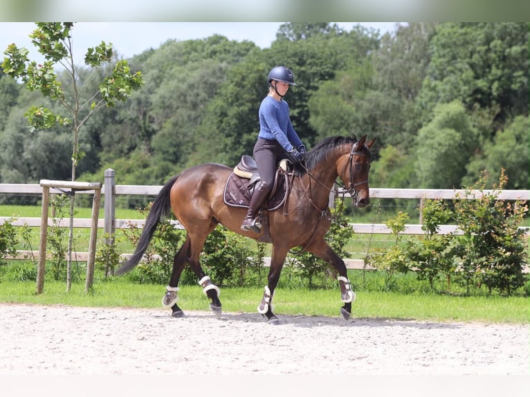 Irish Sport Horse Wallach 6 Jahre 160 cm Brauner in Pepingen
