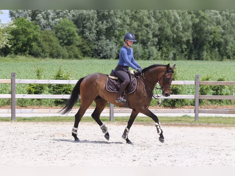 Irish Sport Horse Wallach 6 Jahre 160 cm Brauner in Pepingen