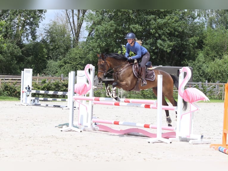 Irish Sport Horse Wallach 6 Jahre 160 cm Brauner in Pepingen