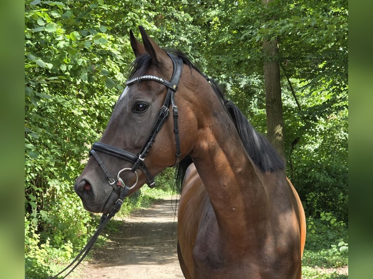 Irish Sport Horse Mix Wallach 6 Jahre 160 cm Dunkelbrauner in Wachtendonk