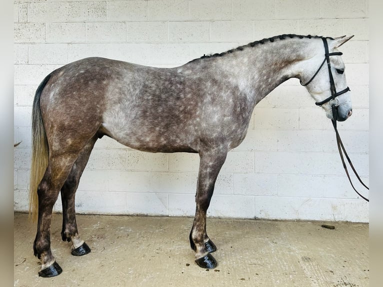 Irish Sport Horse Wallach 6 Jahre 160 cm Schimmel in grantham, Lincs