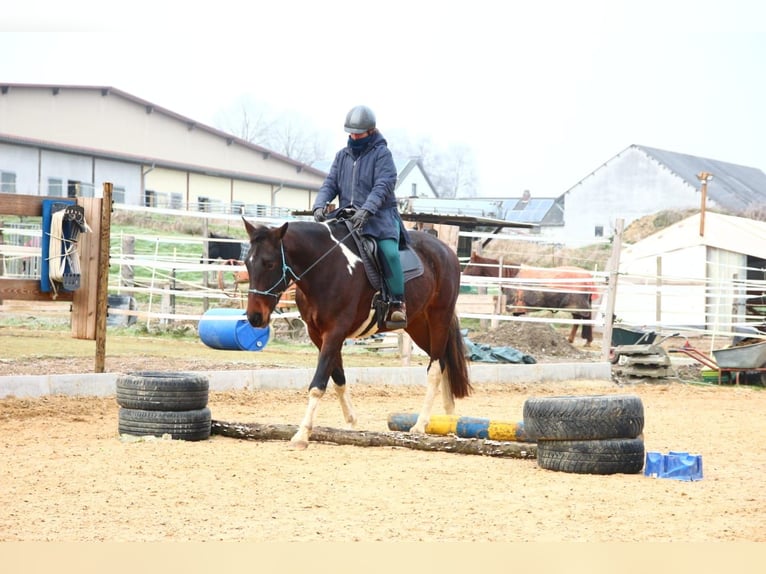 Irish Sport Horse Wallach 6 Jahre 161 cm Schecke in Laubach