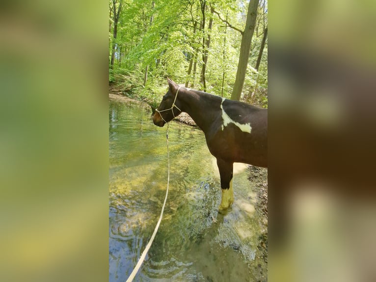 Irish Sport Horse Wallach 6 Jahre 161 cm Schecke in Laubach