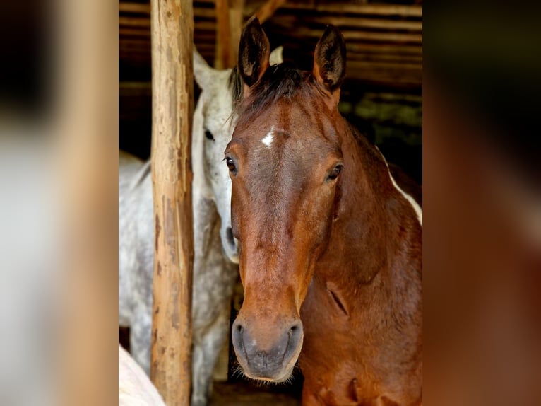 Irish Sport Horse Wallach 6 Jahre 161 cm Schecke in Laubach