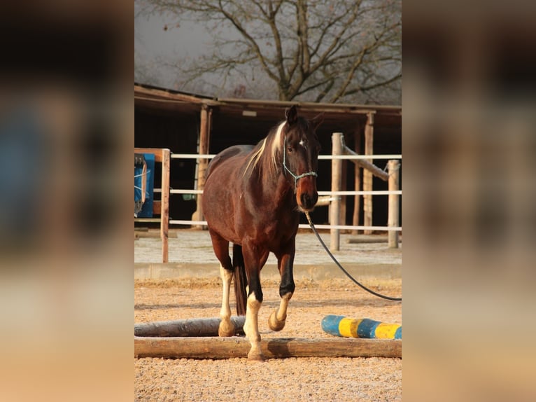 Irish Sport Horse Wallach 6 Jahre 161 cm Schecke in Laubach