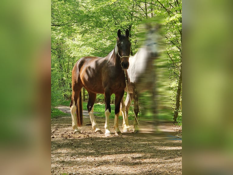 Irish Sport Horse Wallach 6 Jahre 161 cm Schecke in Laubach