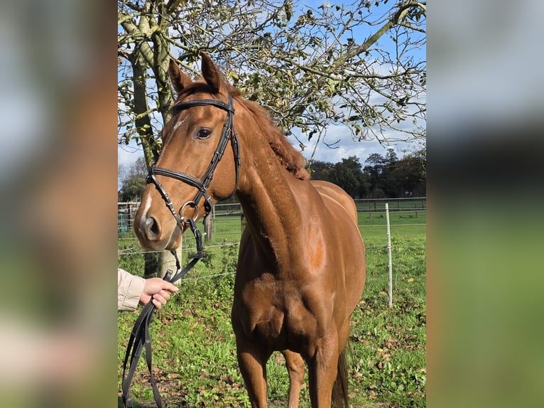 Irish Sport Horse Mix Wallach 6 Jahre 162 cm Fuchs in Wachtendonk Irish Sport Horse Mix Wallach 6 Jahre 162 cm Fuchs in Wachtendonk