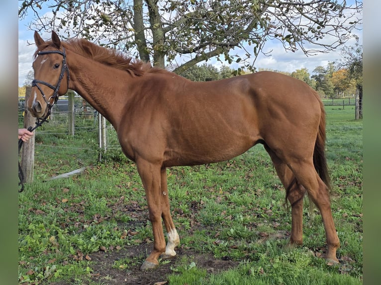 Irish Sport Horse Mix Wallach 6 Jahre 162 cm Fuchs in Wachtendonk Irish Sport Horse Mix Wallach 6 Jahre 162 cm Fuchs in Wachtendonk