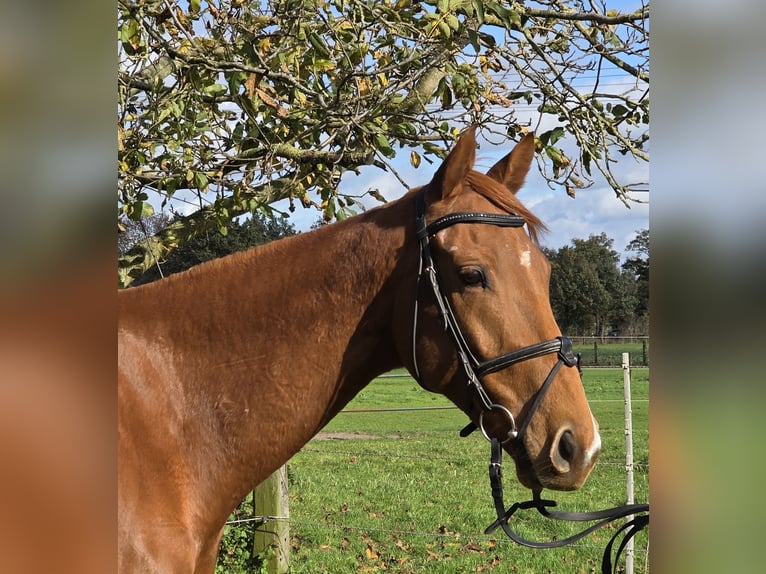 Irish Sport Horse Mix Wallach 6 Jahre 162 cm Fuchs in Wachtendonk Irish Sport Horse Mix Wallach 6 Jahre 162 cm Fuchs in Wachtendonk