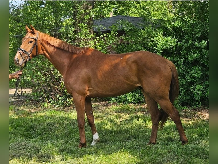 Irish Sport Horse Wallach 6 Jahre 163 cm Fuchs in Wachtendonk
