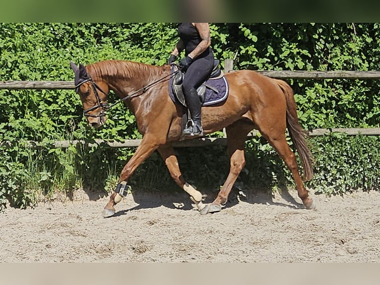 Irish Sport Horse Wallach 6 Jahre 163 cm Fuchs in Wachtendonk