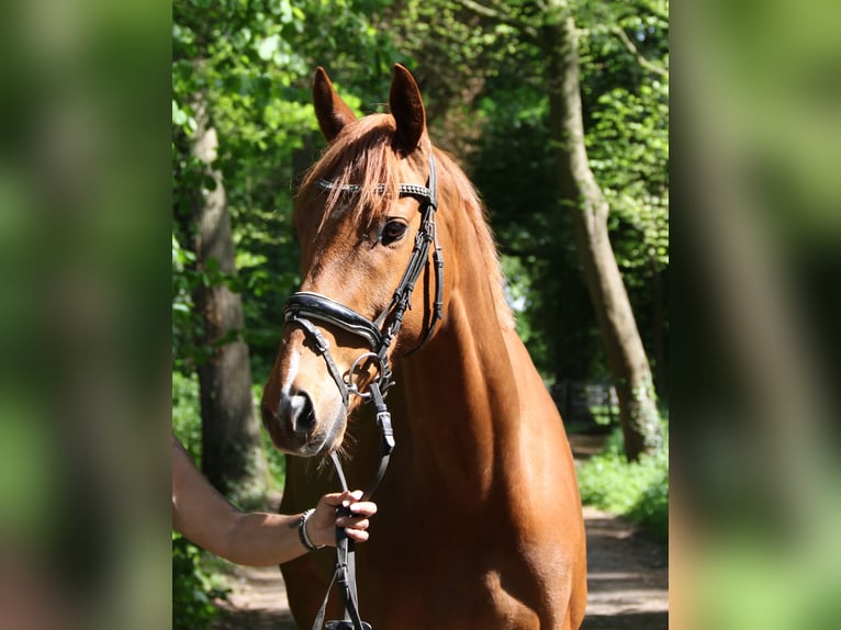 Irish Sport Horse Wallach 6 Jahre 163 cm Fuchs in Wachtendonk