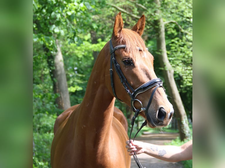 Irish Sport Horse Wallach 6 Jahre 163 cm Fuchs in Wachtendonk