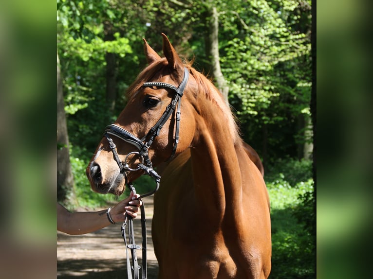 Irish Sport Horse Wallach 6 Jahre 163 cm Fuchs in Wachtendonk