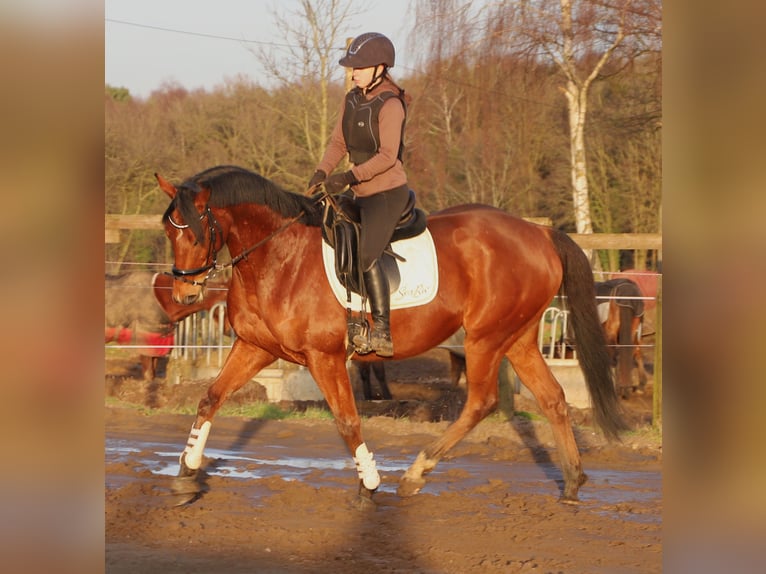 Irish Sport Horse Mix Wallach 6 Jahre 164 cm Brauner in uelsen