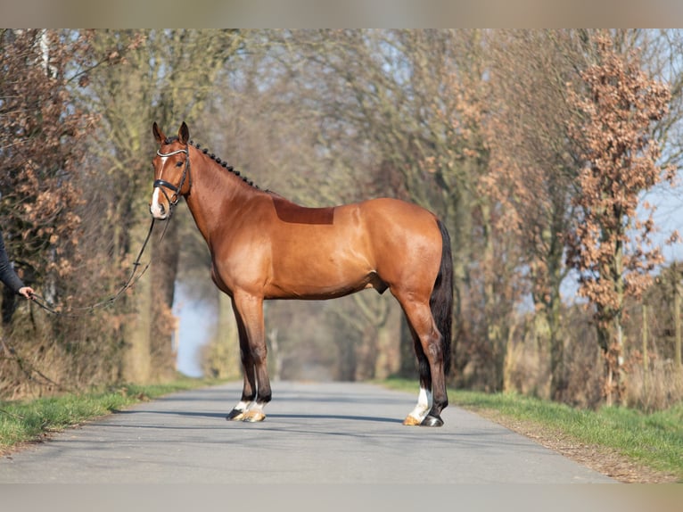 Irish Sport Horse Wallach 6 Jahre 164 cm Brauner in Buxtehude