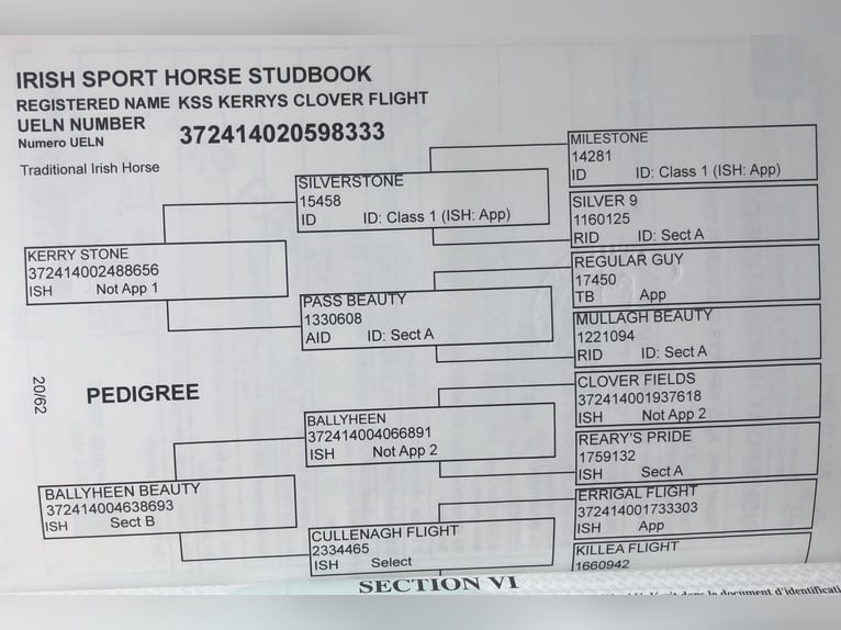 Irish Sport Horse Wallach 6 Jahre 164 cm Rotbrauner in Cork