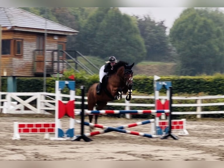Irish Sport Horse Wallach 6 Jahre 164 cm Rotbrauner in Mountrath, Co. Laois