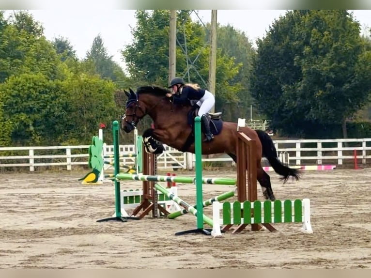 Irish Sport Horse Wallach 6 Jahre 164 cm Rotbrauner in Mountrath, Co. Laois