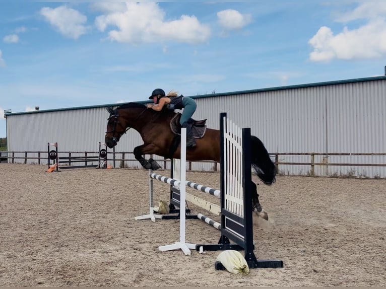 Irish Sport Horse Wallach 6 Jahre 164 cm Rotbrauner in Mountrath, Co. Laois