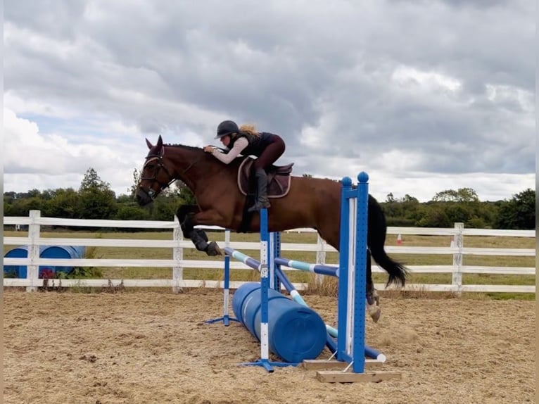 Irish Sport Horse Wallach 6 Jahre 164 cm Rotbrauner in Mountrath, Co. Laois