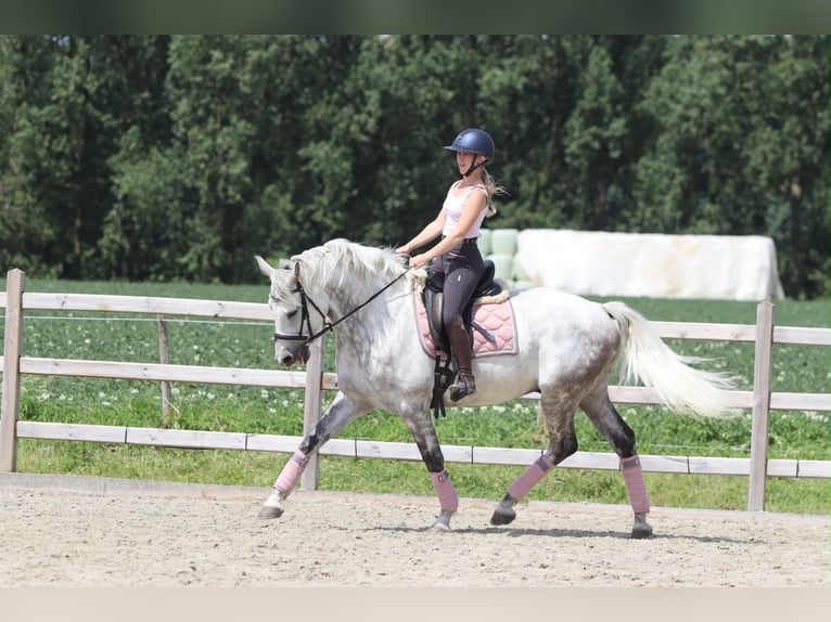 Irish Sport Horse Wallach 6 Jahre 165 cm Blauschimmel in Pepingen