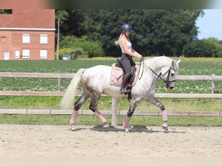 Irish Sport Horse Wallach 6 Jahre 165 cm Blauschimmel in Pepingen