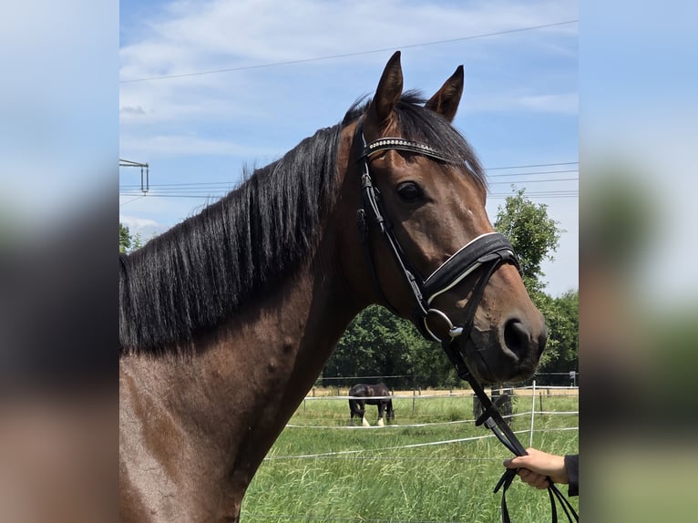 Irish Sport Horse Mix Wallach 6 Jahre 165 cm Brauner in Wachtendonk