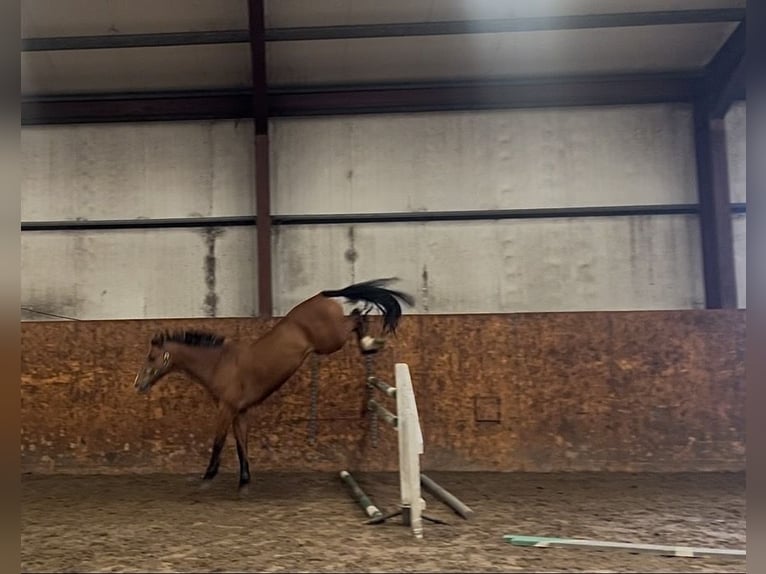Irish Sport Horse Wallach 6 Jahre 165 cm Brauner in Weigelsdorf