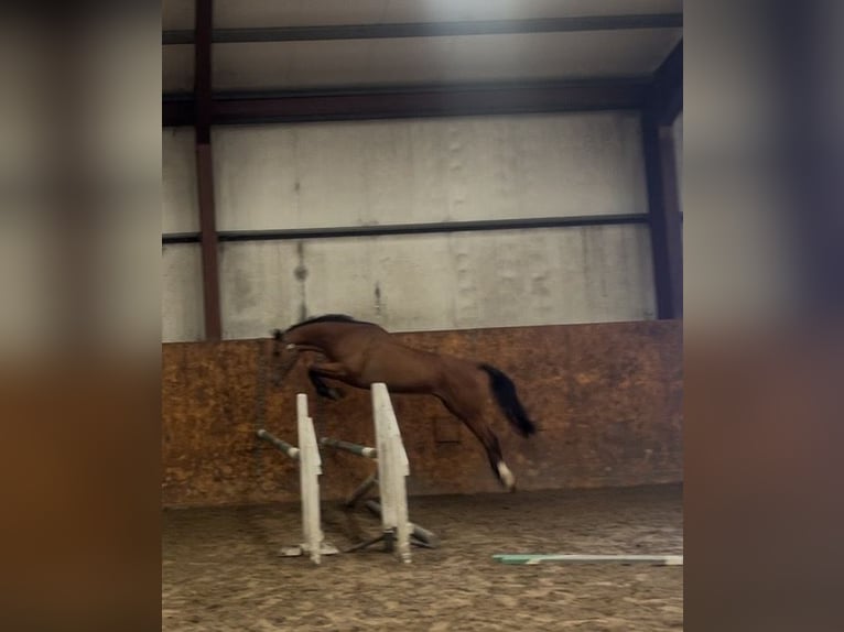 Irish Sport Horse Wallach 6 Jahre 165 cm Brauner in Weigelsdorf